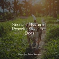 Amazing Songs For Dogs | Zen Relaxation