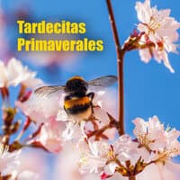 Tardecitas Primaverales