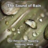 The Sound of Rain for Relaxation, Napping, Studying, Work