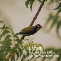 Nature: Insects & Birds On The Mountain Forest