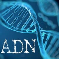 ADN