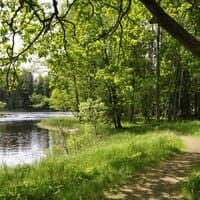 Late Spring in the Forest