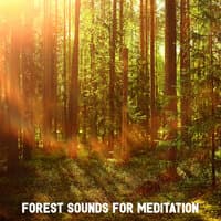 Forest Sounds for Meditation