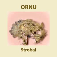 Strobal