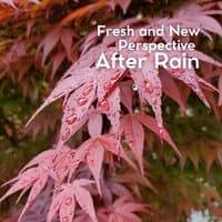 Fresh and New Perspective After Rain