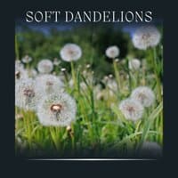 Soft Dandelions