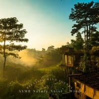 ASMR Trees in the Wind