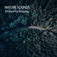 Nature Sounds: A Forest For Relaxing