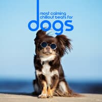 Most Calming Chillout Beats for Dogs