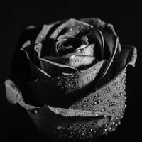 Black Rose