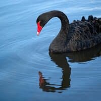 I am your black swan