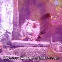 54 Various Natural Sounds For Peace