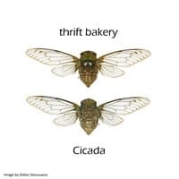 Cicada