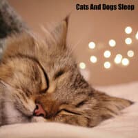 Cats And Dogs Sleep