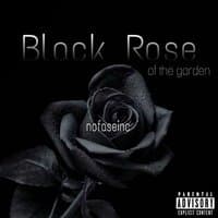 Black Rose of the garden