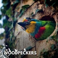 Woodpeckers