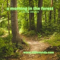 a morning in the forest