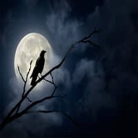 Nocturne Bird