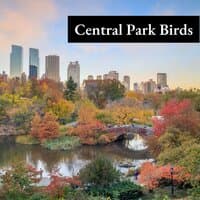 Central Park Birds