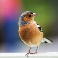 Happy Garden Bird Sounds