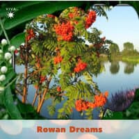 Rowan Dreams