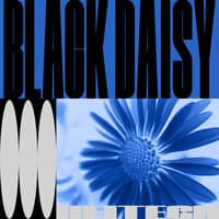 Black Daisy