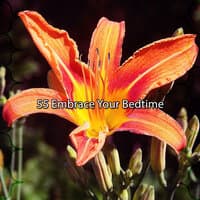 55 Embrace Your Bedtime