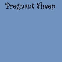 Pregnant Sheep