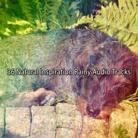 36 Natural Inspiration Rainy Audio Tracks