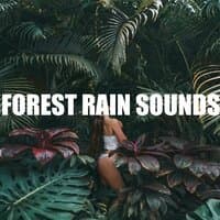 Forest Rain Sounds