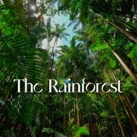 The Rainforest