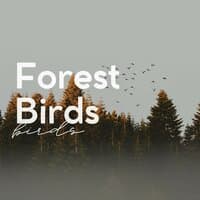 Forest Birds