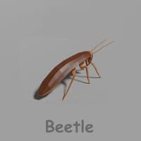 Beetle