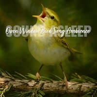 Sound Asleep: Open Window Bird Song Ambience