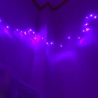 Purple Lights