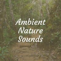 Ambient Nature Sounds