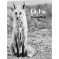 City Fox