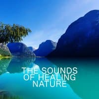 The Sounds of Healing Nature