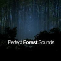 Perfect Forest Sounds