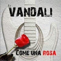 Come una rosa