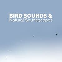 Bird Sounds & Natural Soundscapes