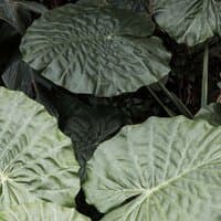 Elephant Ears