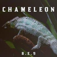 Chameleon