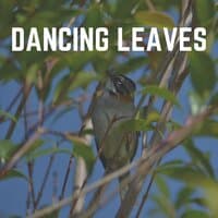 Dancing Leaves