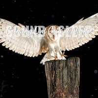 Sound Asleep: Calming Owl Calls at Night