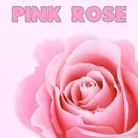 Pink Rose