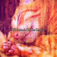 35 Sounds Of The Serene