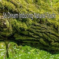 56 Dream Inducing Natural Tracks