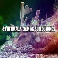 59 Naturally Calming Surroundings