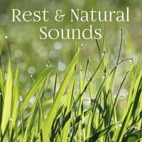 Rest & Natural Sounds – Relaxation Melodies, Anti Stress Music, Spiritual Healing, Deep Meditation